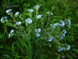 疏花齿缘草