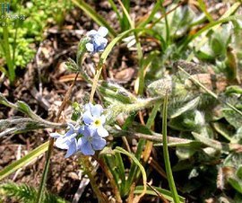 短梗齿缘草与陶齿 自然与人文的交织